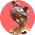 �A�[�g�E�V���b�v
