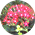 �K�[�f�j���O�X