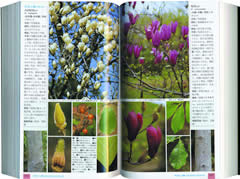 山渓ハンディ図鑑「樹に咲く花」内容