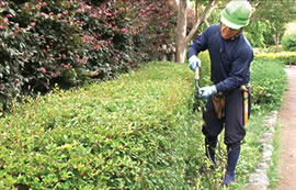 植木職人から学ぶ「生垣と竹垣の作り方」