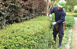 植木職人から学ぶ 生垣の手入れと竹垣の作り方 ｄｖｄ 日本カタログショッピング