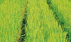 希少な国内の小麦畑