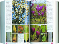 山渓ハンディ図鑑-3　樹に咲く花　離弁花1